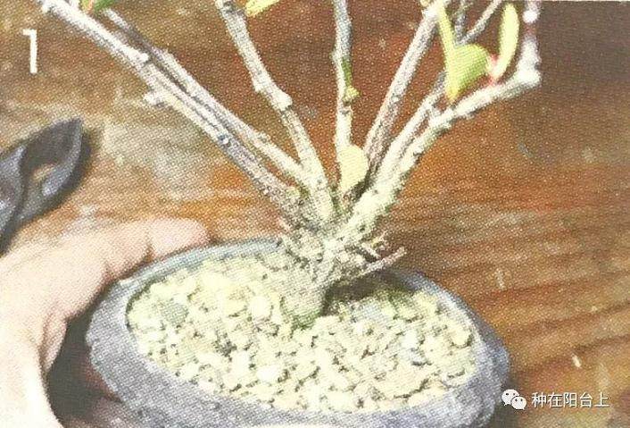图解 教你怎么制作丛干盆景的方法