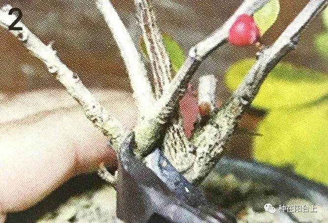图解 教你怎么制作丛干盆景的方法