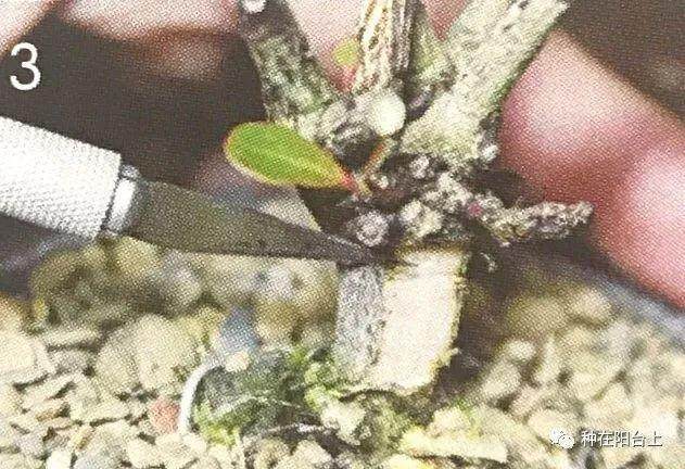 图解 教你怎么制作丛干盆景的方法