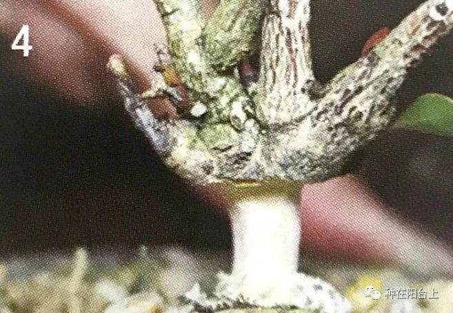 图解 教你怎么制作丛干盆景的方法