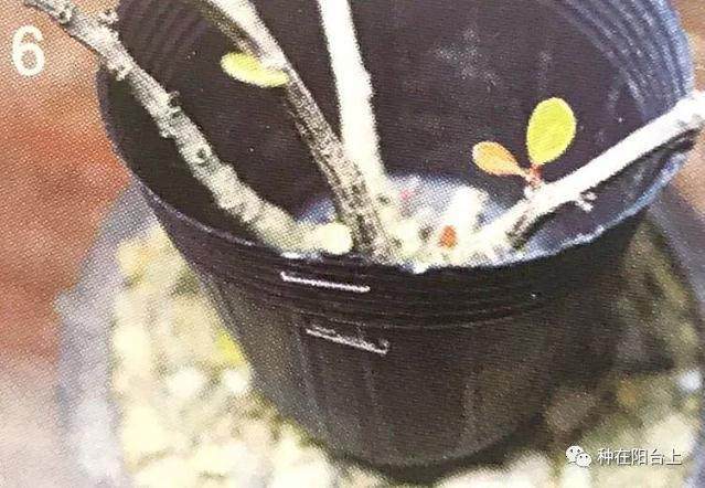 图解 教你怎么制作丛干盆景的方法