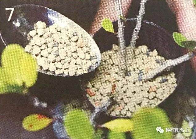 图解 教你怎么制作丛干盆景的方法