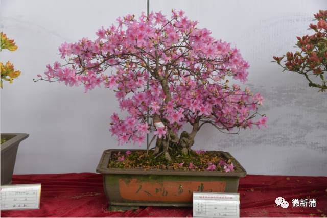 第二届杜鹃盆景赏石展活动将在高铁新城举办