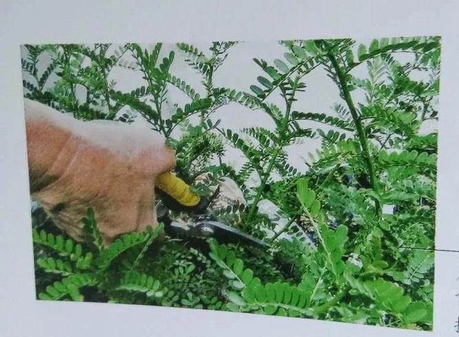 微型盆景的素材究竟从何而来?