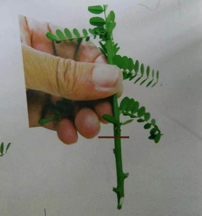 微型盆景的素材究竟从何而来