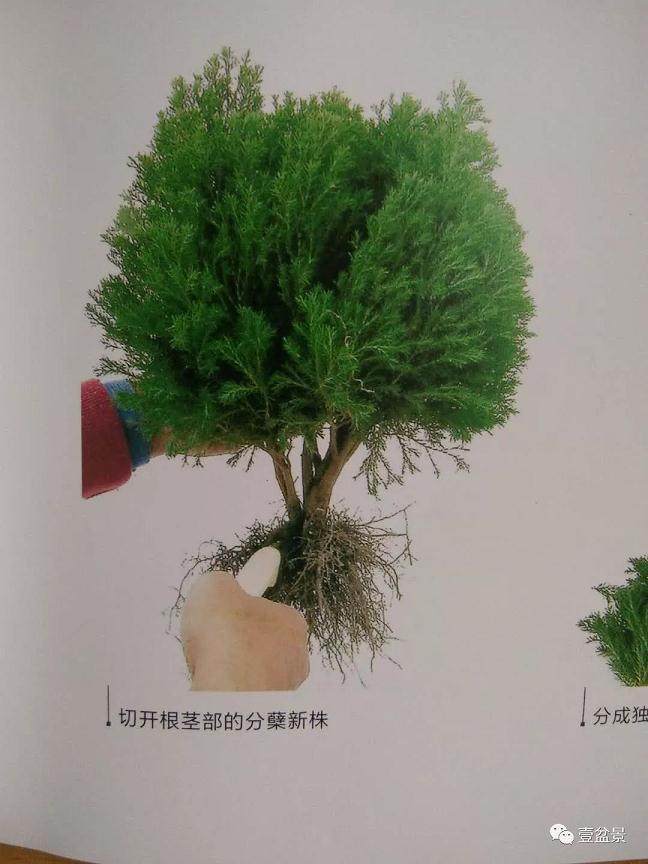 微型盆景的素材究竟从何而来