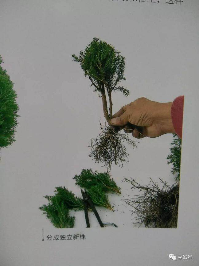 微型盆景的素材究竟从何而来