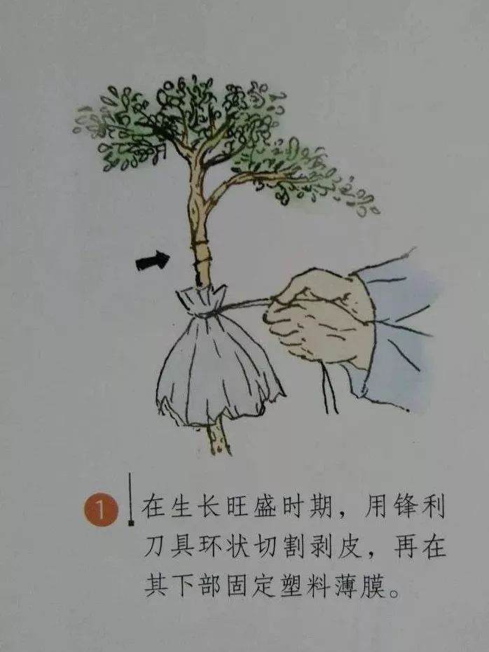 微型盆景的素材究竟从何而来