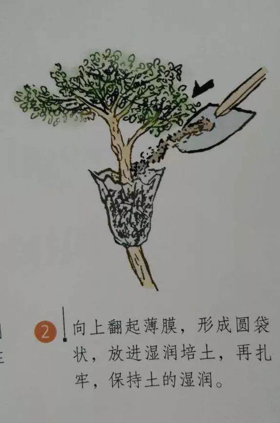 微型盆景的素材究竟从何而来