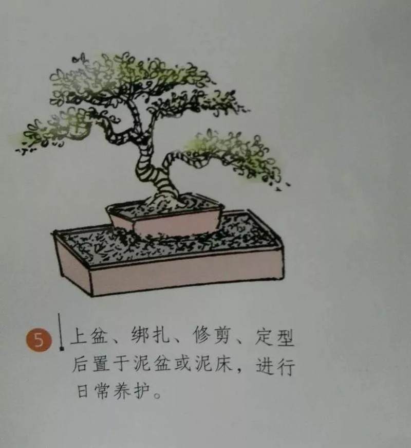 微型盆景的素材究竟从何而来