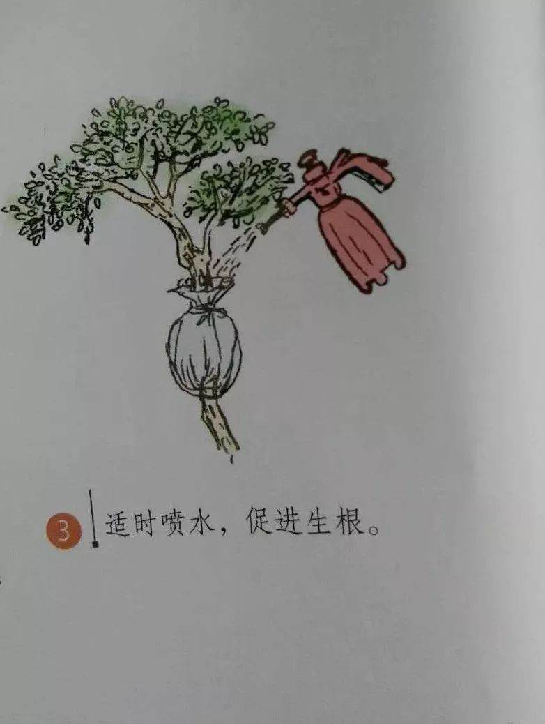 微型盆景的素材究竟从何而来