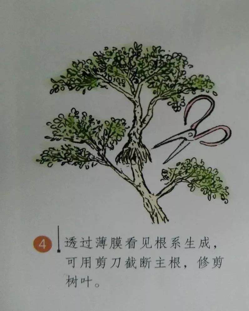 微型盆景的素材究竟从何而来