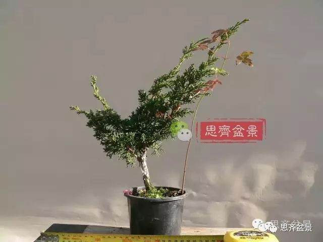 如何掌握盆景制作中的拿弯技巧？