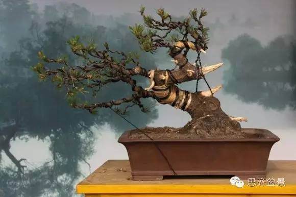 如何掌握盆景制作中的拿弯技巧？