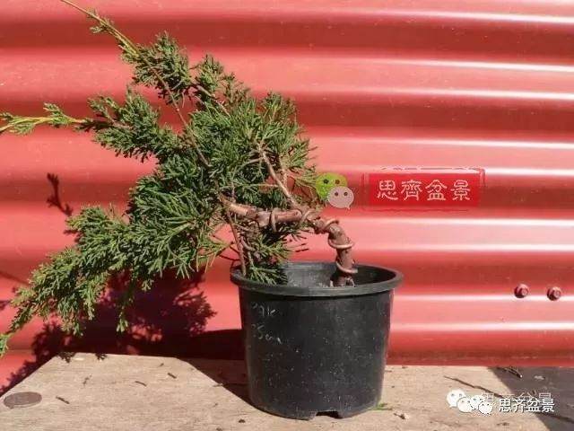 如何掌握盆景制作中的拿弯技巧？