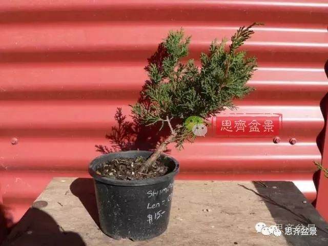 图解 如何掌握盆景制作中的拿弯技巧