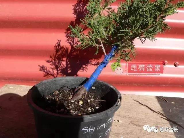 图解 如何掌握盆景制作中的拿弯技巧