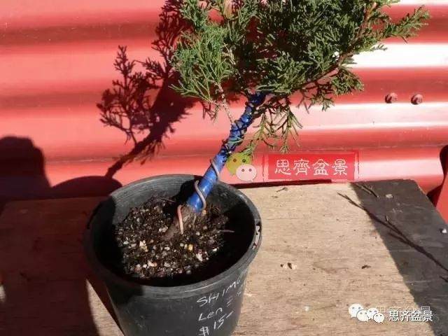 图解 如何掌握盆景制作中的拿弯技巧