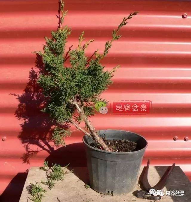 图解 如何掌握盆景制作中的拿弯技巧