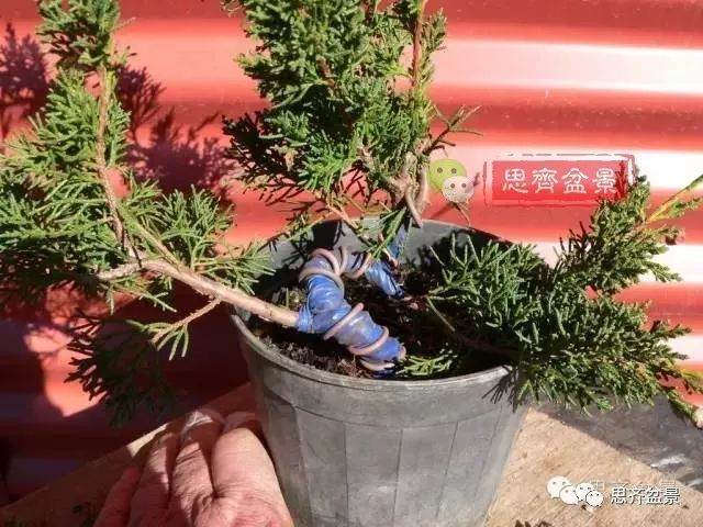 图解 如何掌握盆景制作中的拿弯技巧