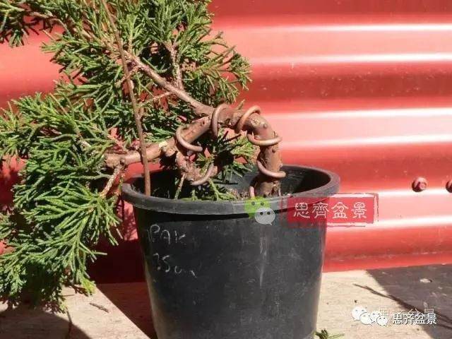 图解 如何掌握盆景制作中的拿弯技巧