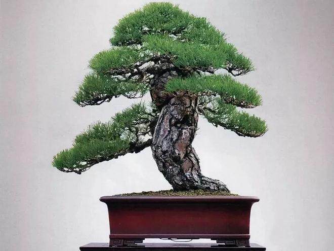 黑松盆景的栽培种植与苗期管理