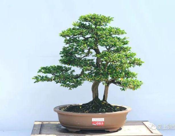 审视中国岭南盆景之美