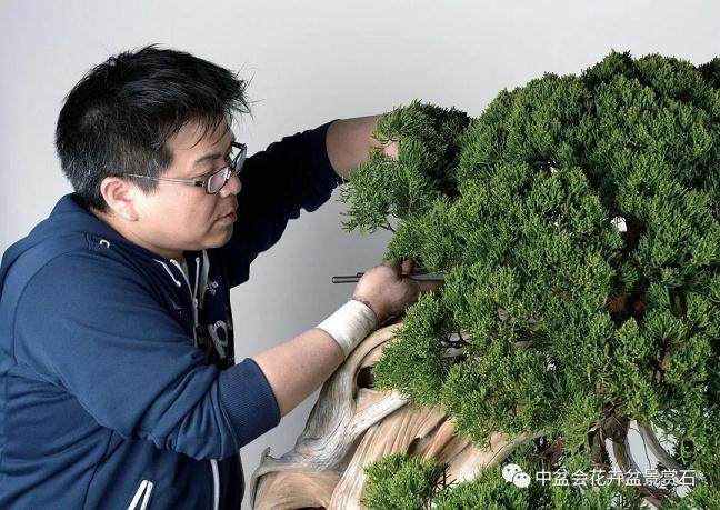 2018中日韩盆景文化交流活动即将在苏州开幕