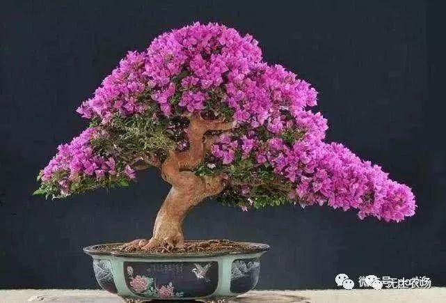 如何避免三角梅盆景不开花的情况出现？