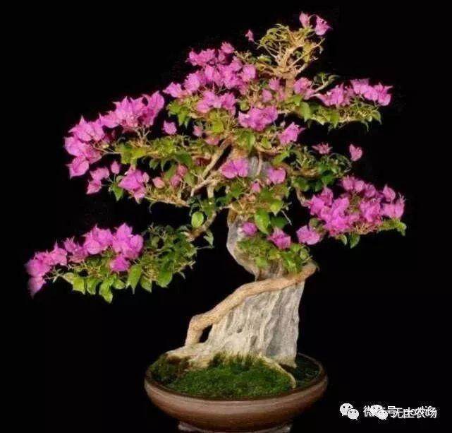 如何避免三角梅盆景不开花的情况出现？