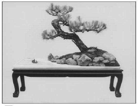 对马尾松盆景进行裁剪的若干问题