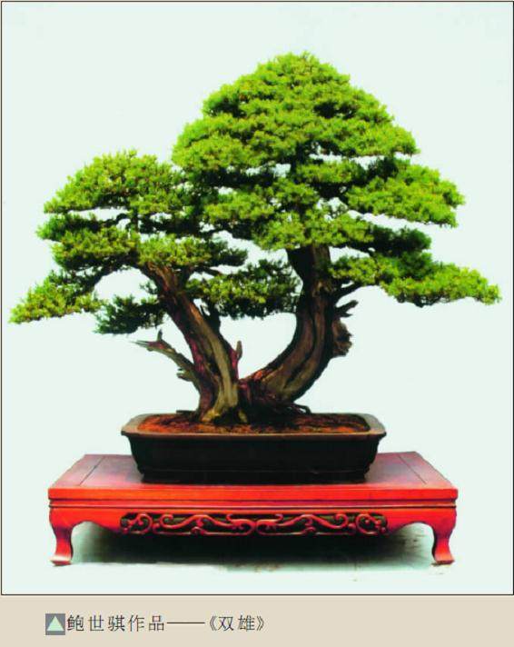 中国传统盆景经历了近代的没落击可以说从上世纪