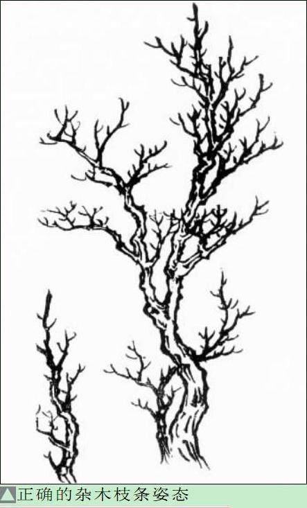 如何用神枝来增强了盆景树木的气势？