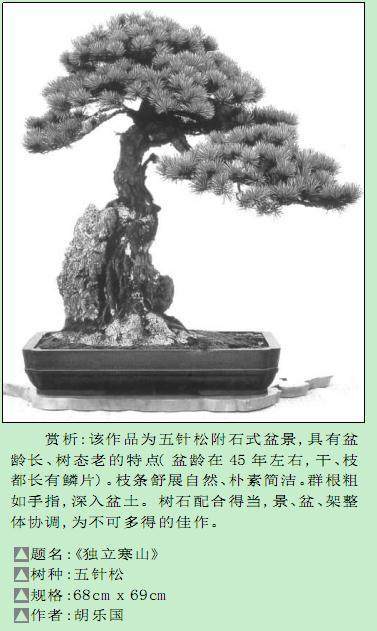 如何用神枝来增强了盆景树木的气势？