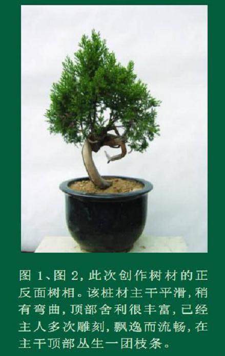 发布一件刺柏盆景的制作过程与读者交流