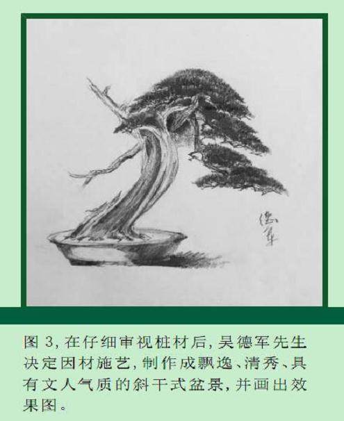 发布一件刺柏盆景的制作过程与读者交流