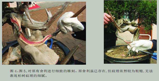 发布一件刺柏盆景的制作过程与读者交流