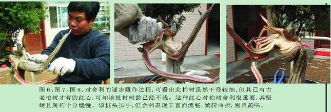 发布一件刺柏盆景的制作过程与读者交流