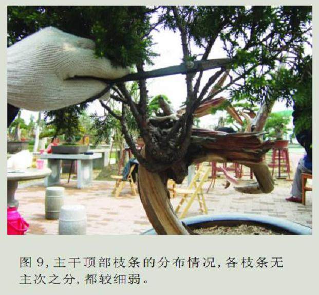 发布一件刺柏盆景的制作过程与读者交流