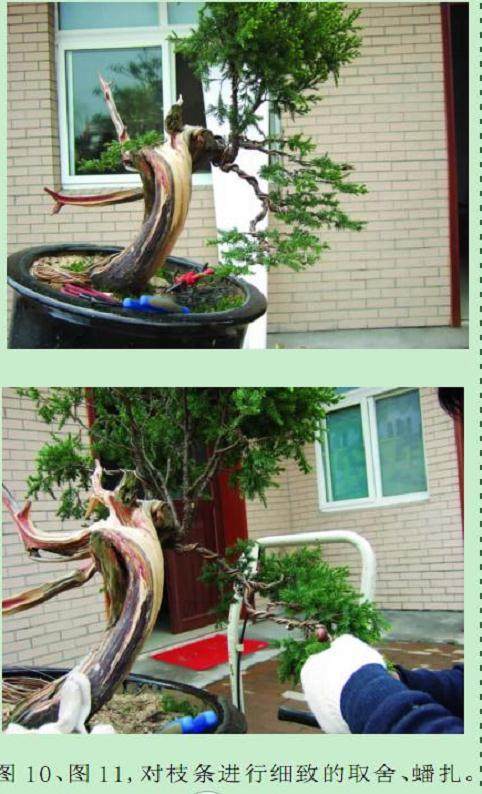 发布一件刺柏盆景的制作过程与读者交流