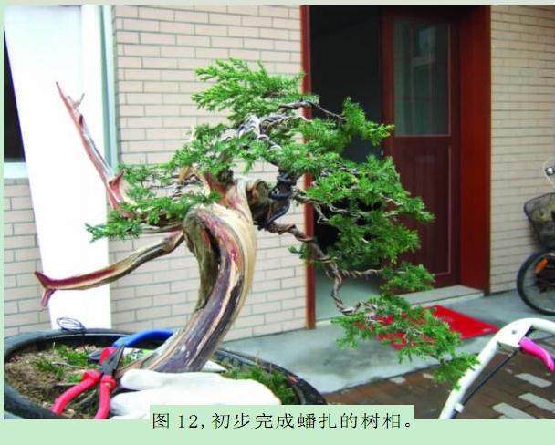 发布一件刺柏盆景的制作过程与读者交流