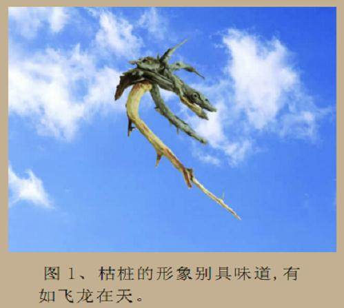 在此与大家共同探讨刺柏盆景的制作过程