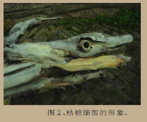 在此与大家共同探讨刺柏盆景的制作过程