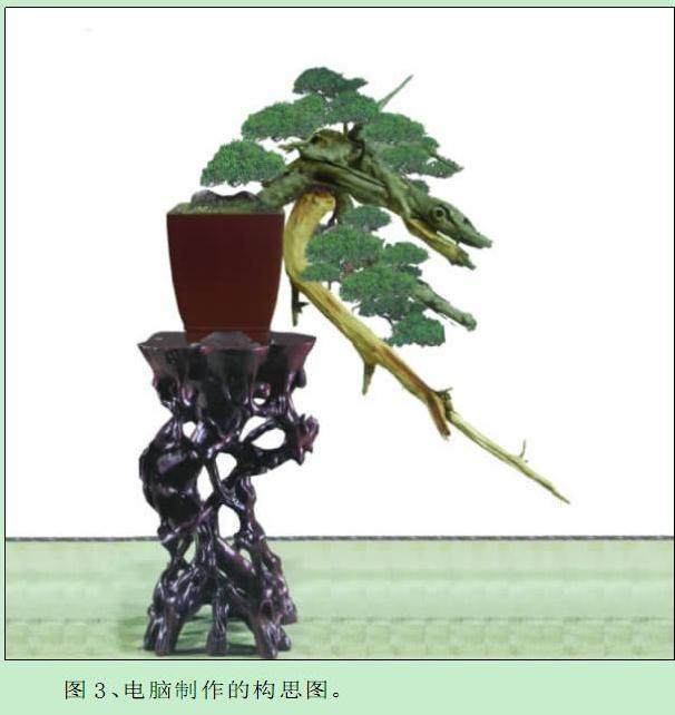 在此与大家共同探讨刺柏盆景的制作过程