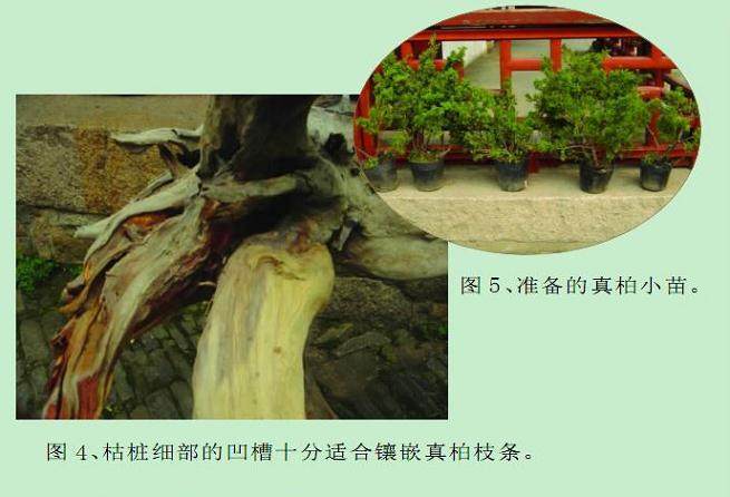 在此与大家共同探讨刺柏盆景的制作过程