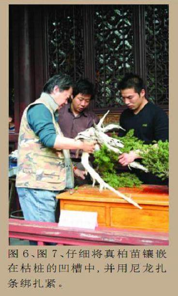 在此与大家共同探讨刺柏盆景的制作过程