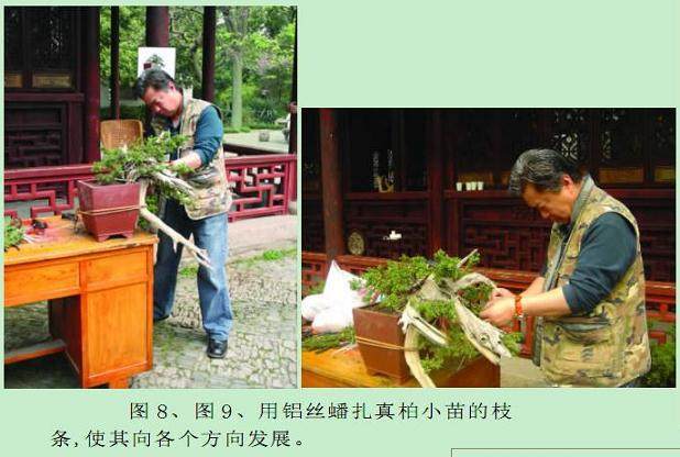 图解 史佩元怎么制作刺柏盆景的10个过程