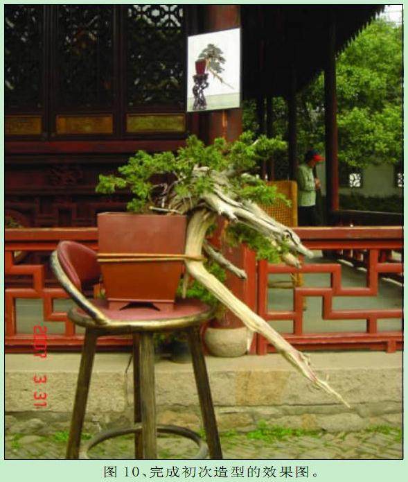 图解 史佩元怎么制作刺柏盆景的10个过程