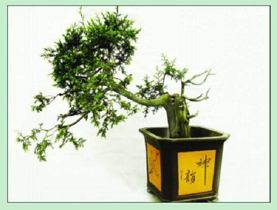 初学者对一盆刺柏盆景的制作过程