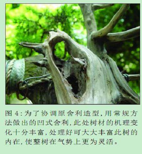 图解 初学者对一盆刺柏盆景的制作过程